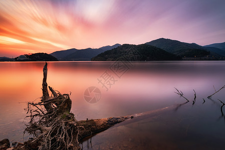红紫彩霞中湖边的树根背景