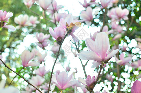 春粉色竹子素材高清图片