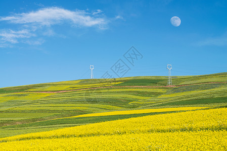 大美风光高原油菜花高清图片