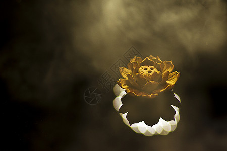 禅意的莲花佛教宗教的高清图片