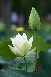 荷花背景图片