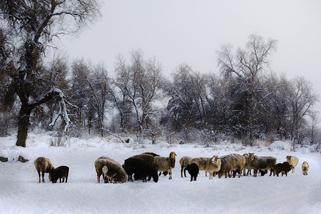 新疆旷野羊左雍措湖高清图片