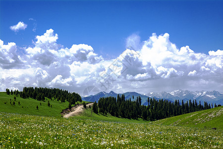 新疆天山牧场喀拉峻大草原背景