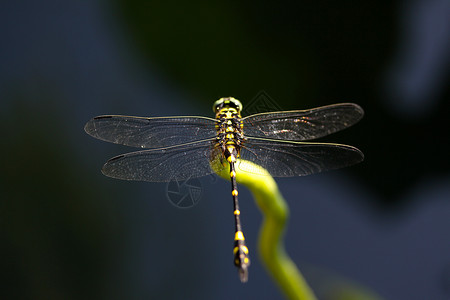 蜻蜓荷叶上的蜻蜓丁丁高清图片