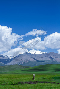 手机中的奶牛草原上的牛背景