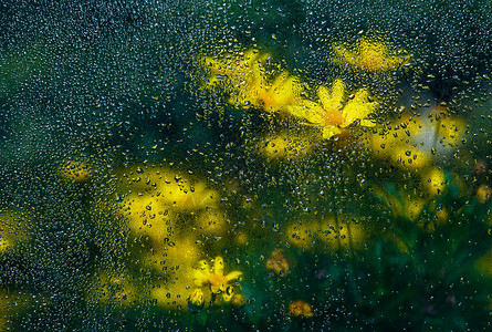 谷雨字体素材油画般的黄色小菊花背景