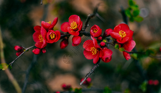 海棠花手绘美丽多彩的海棠花背景