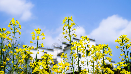 徽派建筑矢量春季油菜花背景