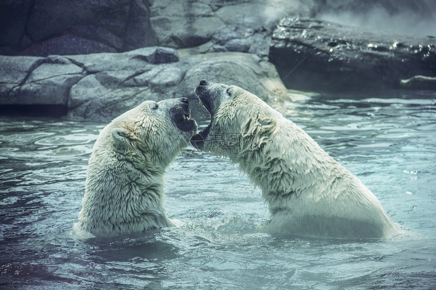 搏斗的北极熊 动物特写图片