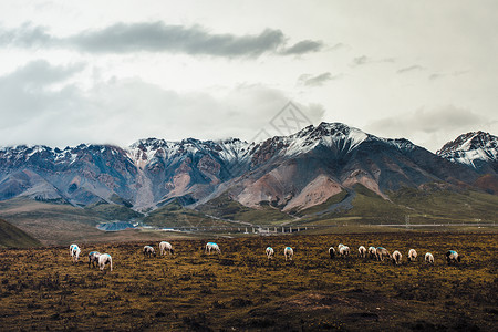 雪山草地和羊群图片