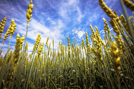 金黄的秋天丰收的麦子背景