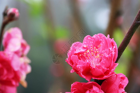 桃花 春意 雨珠高清图片