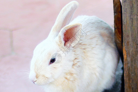 兔子蹦星人棉兔高清图片