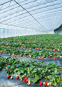 大棚草莓种植基地背景