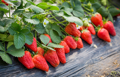 花果排列等待采摘的草莓背景