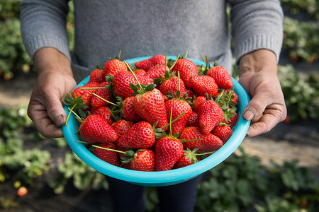农夫端着一盆红色草莓高清图片