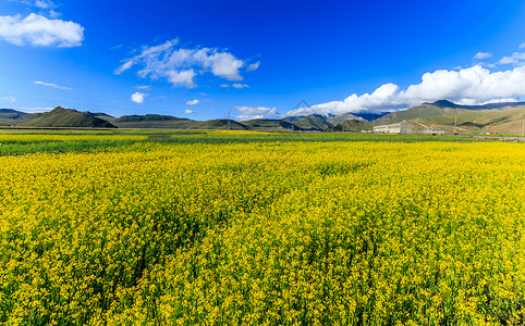 高原花海西藏高原油菜花背景