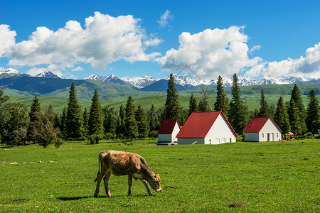 牧场奶牛摄影那拉提空中草原背景