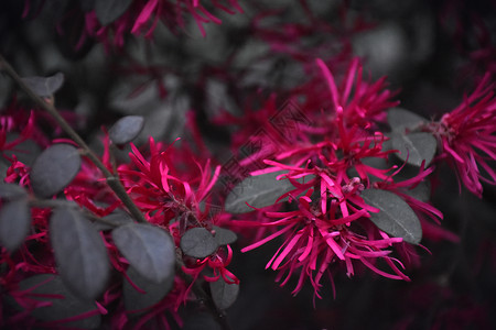 优雅的红色鲜花高清图片