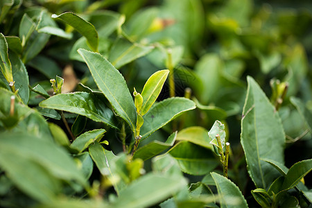 枯藤老树茶园背景