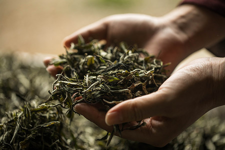 茶园白茶蜜桃茶高清图片