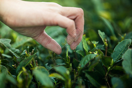 茶园烘烤茶叶高清图片