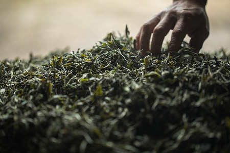 初春福鼎大山里面的茶叶高清图片