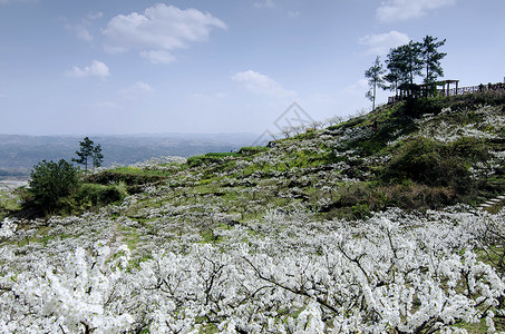 万里万州李花背景