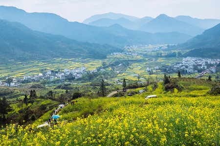 江西婺源漫山遍野的油菜花图片