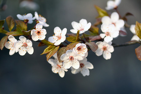 春天樱花漂亮的花漂亮高清图片