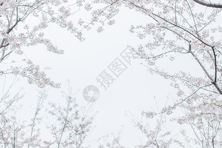 樱花留白美丽繁密高清图片