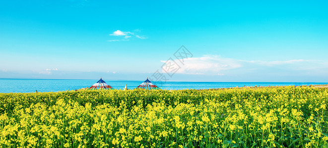 宁静湖畔青海湖畔油菜花背景