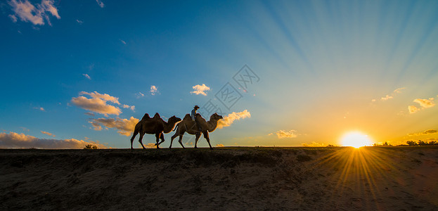 夕阳牧归骆驼草原高清图片