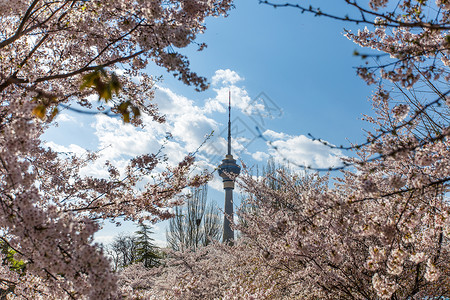 唯美北京樱花樱花节.风景如画背景