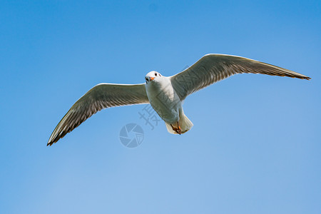 蓝鸥飞翔的海鸥背景