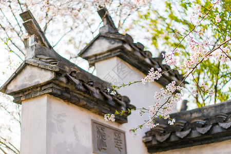 晚樱无锡鼋头渚樱花背景