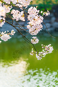 缤纷的花卉无锡鼋头渚樱花背景