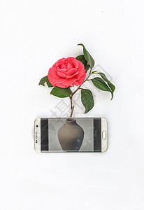 手机创意拍摄花卉图片