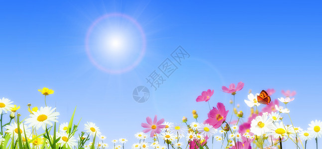 白色炫丽光圈花卉蓝天背景背景