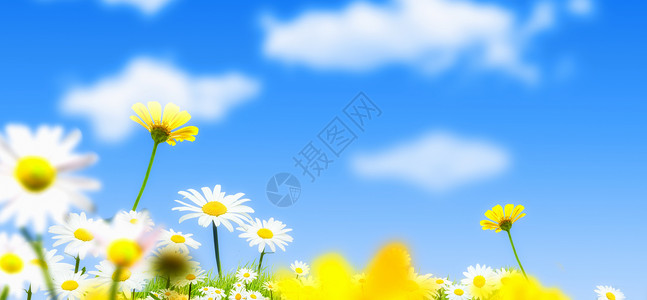 春季花卉蓝天背景背景