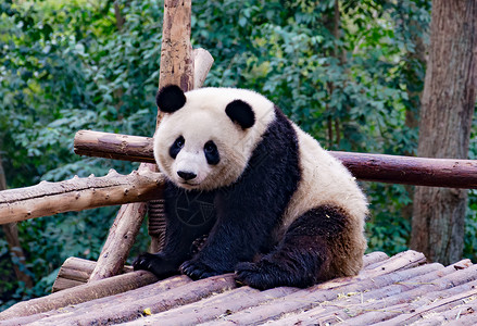 大熊猫萌萌哒大熊猫高清图片
