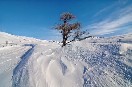 雪中的一颗树背景图片