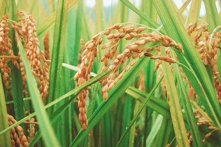 芒种时节丰收的水稻图片