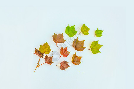 变化的叶子落叶变绿高清图片