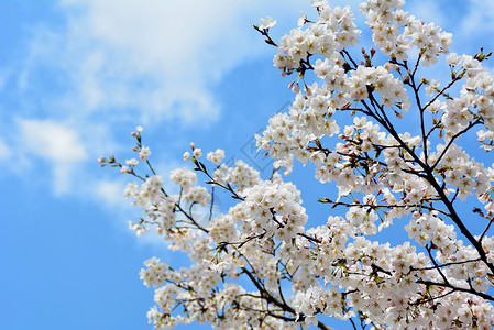 梨花开春天缥缈高清图片