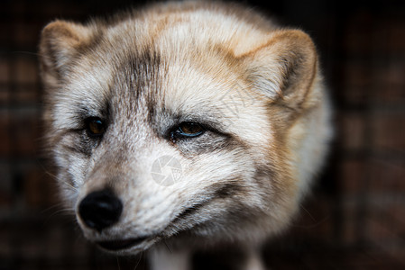 狐狸清晰的狐狸头像高清图片