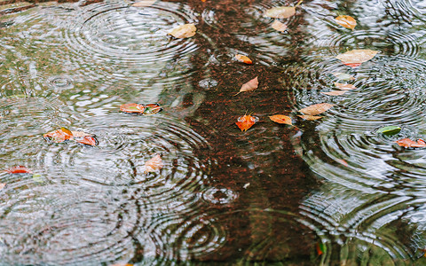 落叶雨水中涟漪落叶背景