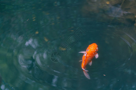 水池游动鲤鱼图片