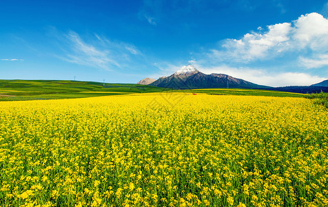 唯美油菜花花海雪山油菜花海背景