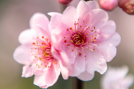 樱花节素材春季玉渊潭公园樱花节背景